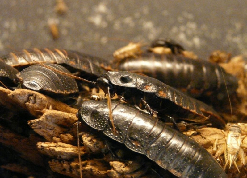 휘파람 부는 곤충, '마다가스카르휘파람바퀴'의 매력