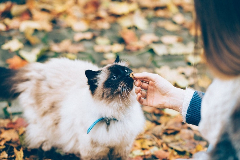 멀쩡한 물건 쓰러뜨리는 고양이... 결국은 관심끌기?