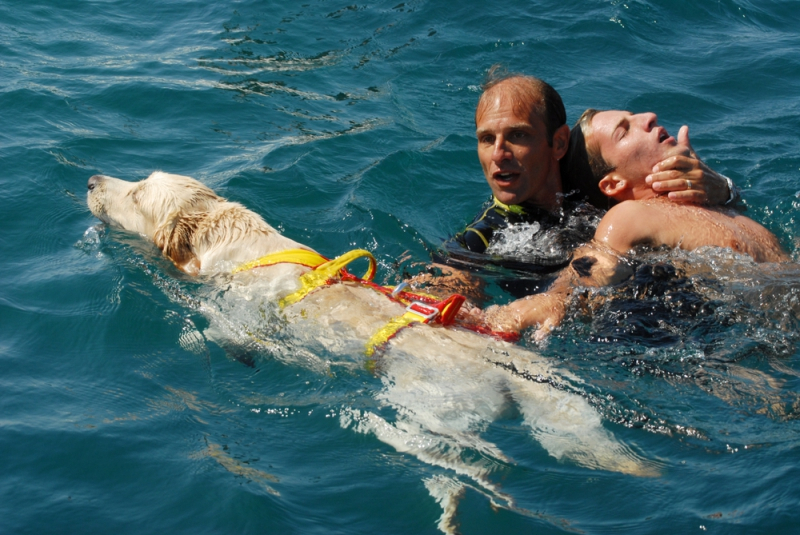 수영의 귀재 '수상구조견', 활약상 소개