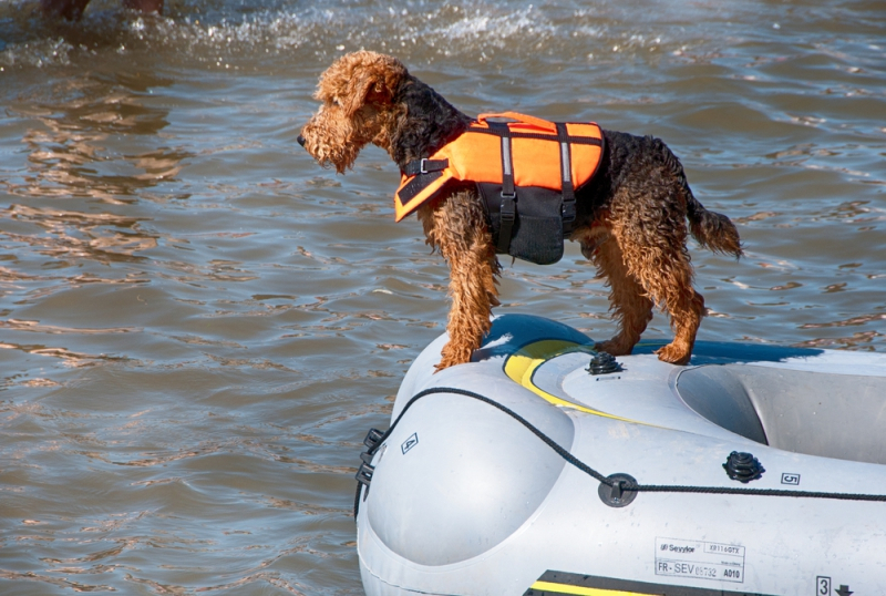 수영의 귀재 '수상구조견', 활약상 소개