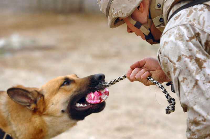 미국, 집배원 개물림 사고 증가에 '전국 개물림 예방 주간' 실시