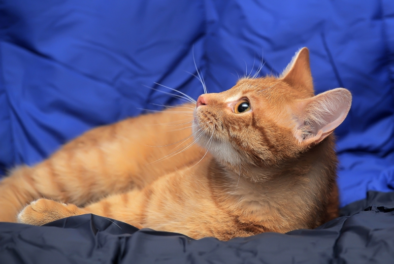 눈비비는 고양이, 혹시 각막염?,,반려묘 각막염 원인과 증상