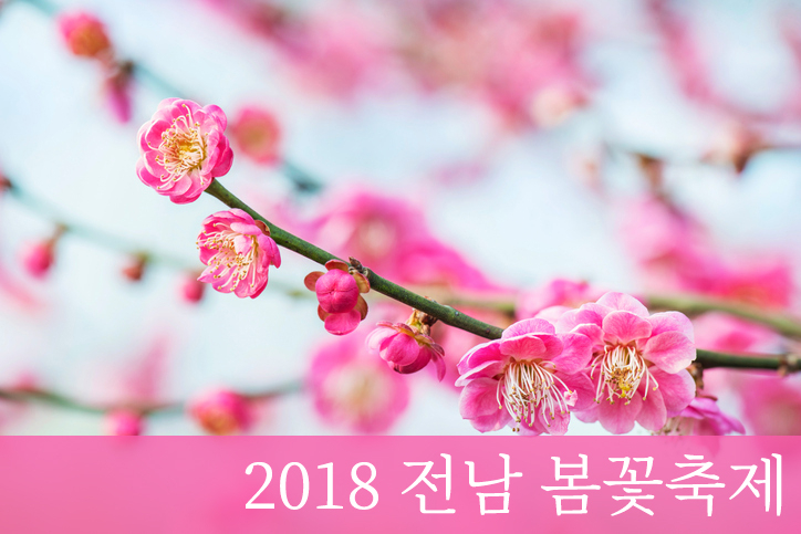 벚꽃축제와는 색다른 즐거움 '광양매화축제 2018'