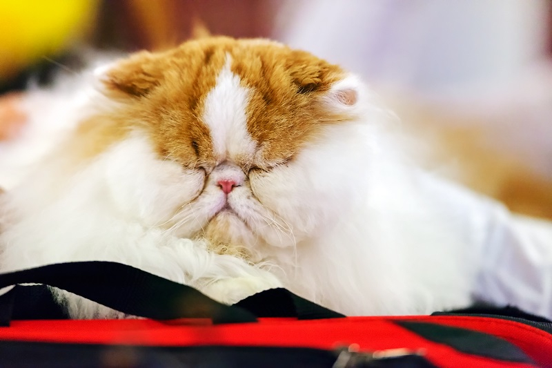 과도한 반려동물 미용 실태..동물 학대일 수도