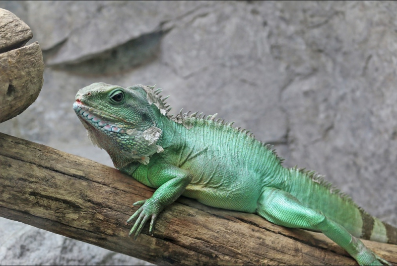 특색있는 반려동물, 차이니즈워터드래곤 기르기