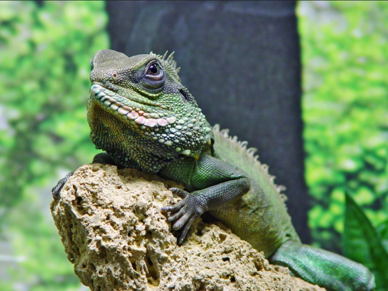 특색있는 반려동물, 차이니즈워터드래곤 기르기