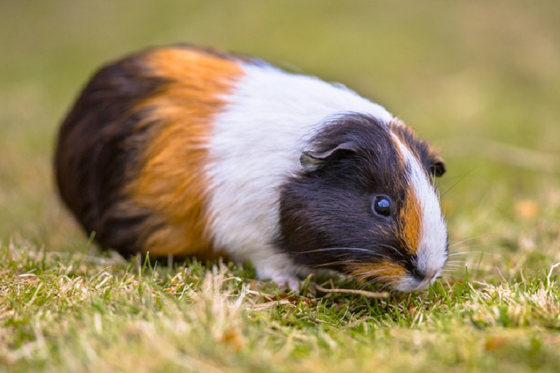 더위에 취약한 기니피그, 열사병 및 다리 골절 예방법
