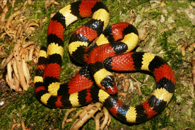 힘은 쎄도 독은 없는 '킹스네이크', 이색 반려동물로 인기