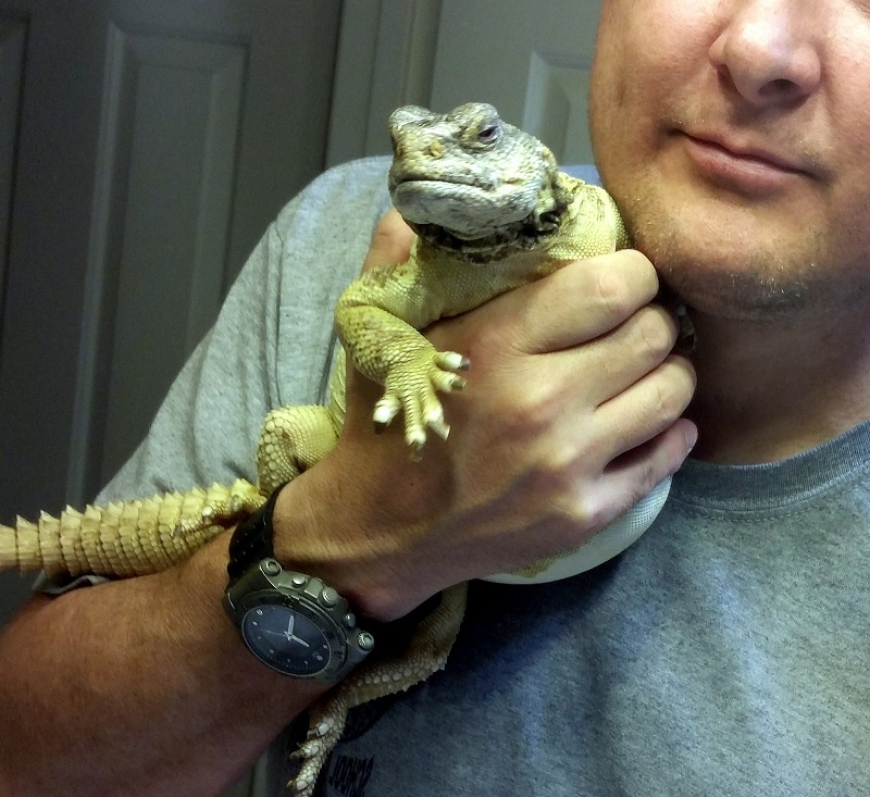 파충류계 반전매력 소유자, '유로매스틱스도마뱀' 기르기