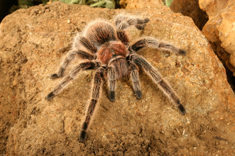 타란툴라, 초보자들을 위한 선택 가이드