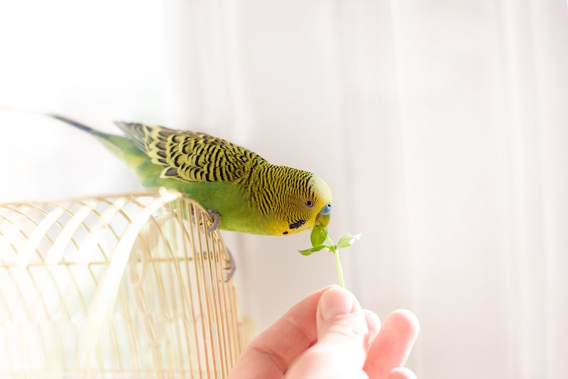 앵무새 깃털에 윤기가?..간과하면 안 될 앵무새 아픈 증상