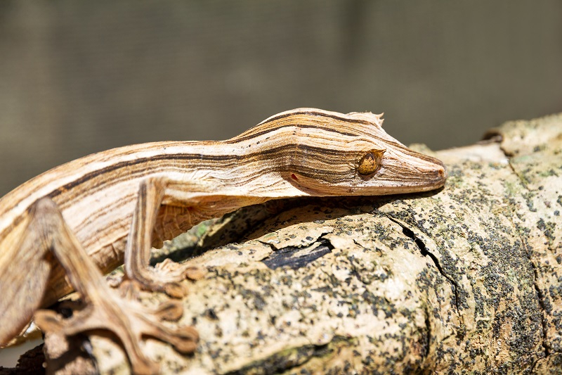 하얀 줄무늬의 신비스런 매력 '화이트라인게코', 기를 때 주의할 점