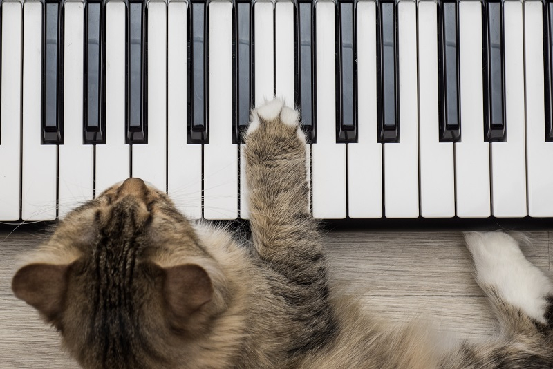 슈퍼스타로 살다 간 '키보드 치는 캣, 벤토'...영원히 잠들다