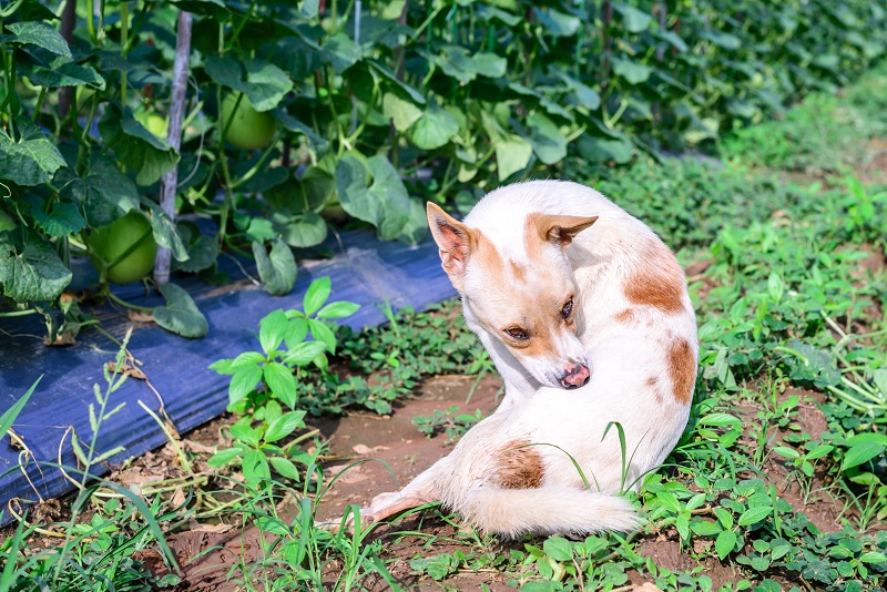 반려동물의 지나친 털빠짐, 질병 알리는 '경고등'