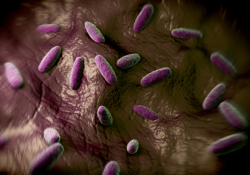 반려조, 만지면 꼭 손 씻어야...조류독감 옮길 수 있어