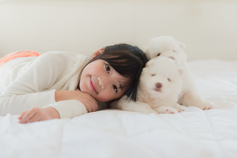 국가별 개를 바라보는 사람들의 인식 차이