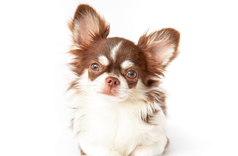 스타들에게 인기 있는 강아지 품종 TOP10