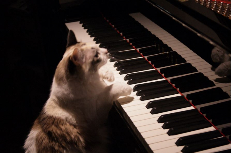 인터넷을 뜨겁게 달군 '고양이 셀럽' 5마리 대공개