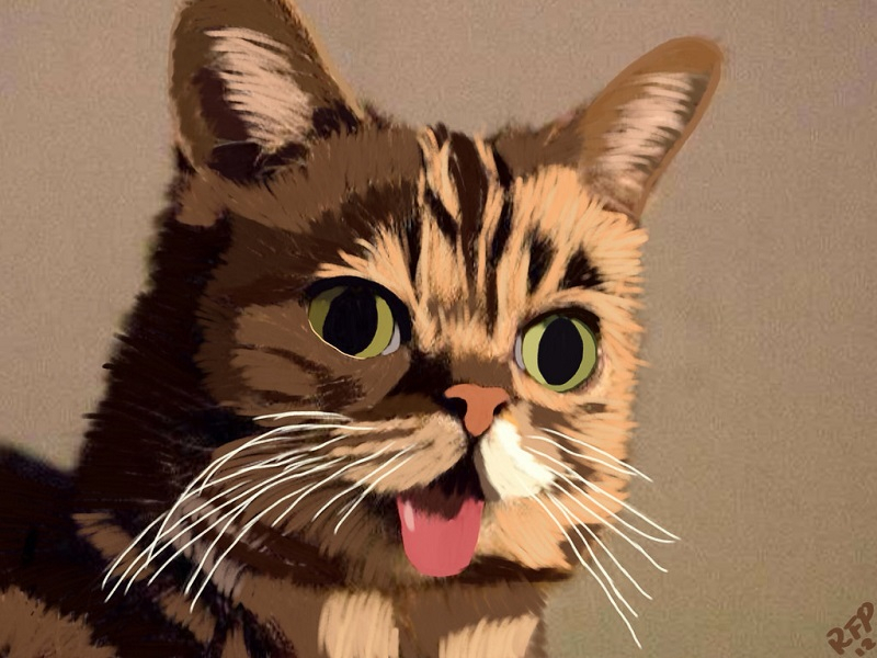 인터넷을 뜨겁게 달군 '고양이 셀럽' 5마리 대공개