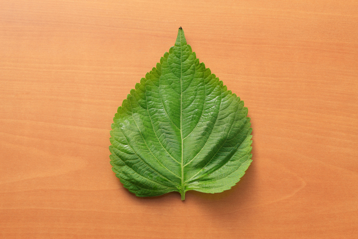 알토란 연한 '깻잎순볶음' 향긋함을 유지할 수 있는 비법은?