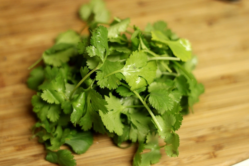 당근이 토끼에게 해롭다! 토끼의 이상적인 식단은?