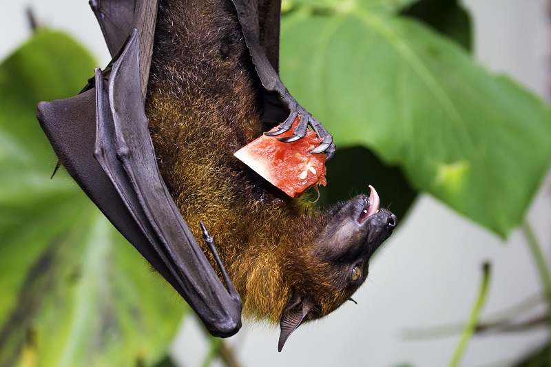 알고 보면 이로운 동물 박쥐, 잘못 알려진 일곱 가지 오해