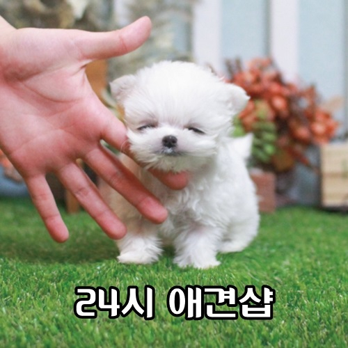 24시간 강아지 건강관리 하는 애견분양 전문 '베이비몽'