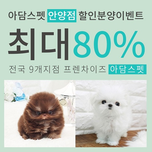 안양, 시흥, 광명, 안산 강아지 고양이분양 '아담스펫 안양점', 토이푸들, 말티즈 최대 80% 할인분양 중