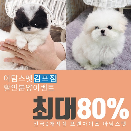 김포, 일산, 파주 강아지 고양이분양 '아담스펫 김포점', 포메라니안, 말티즈 전국 할인분양이벤트 진행 중
