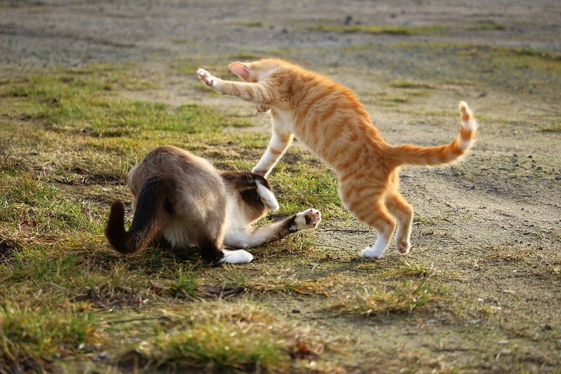 고양이 싸움 대처법, 화난 고양이 길들이기