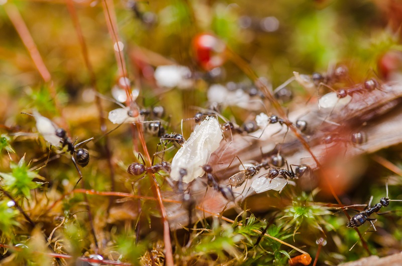 동족 위해 자기희생 마다 않는 '자폭 개미', 적 위협으로부터 군집 지켜