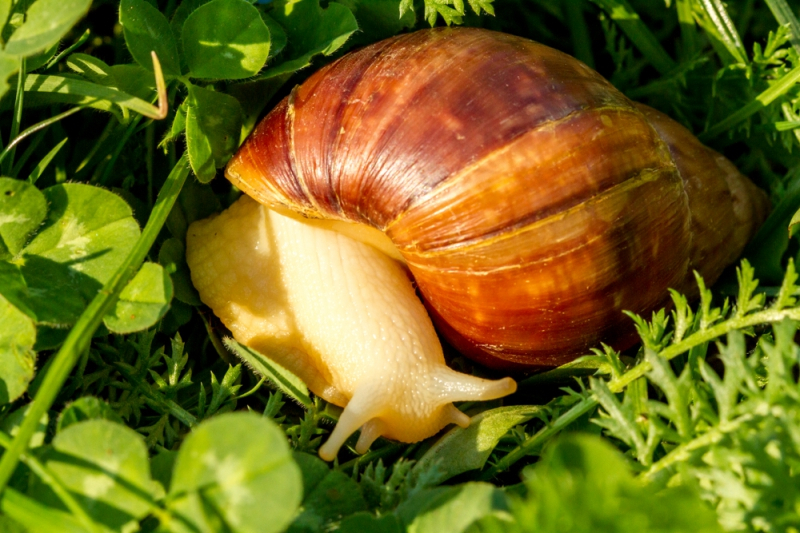다산의 왕 아프리카대왕달팽이, 반려동물로 기르려면?