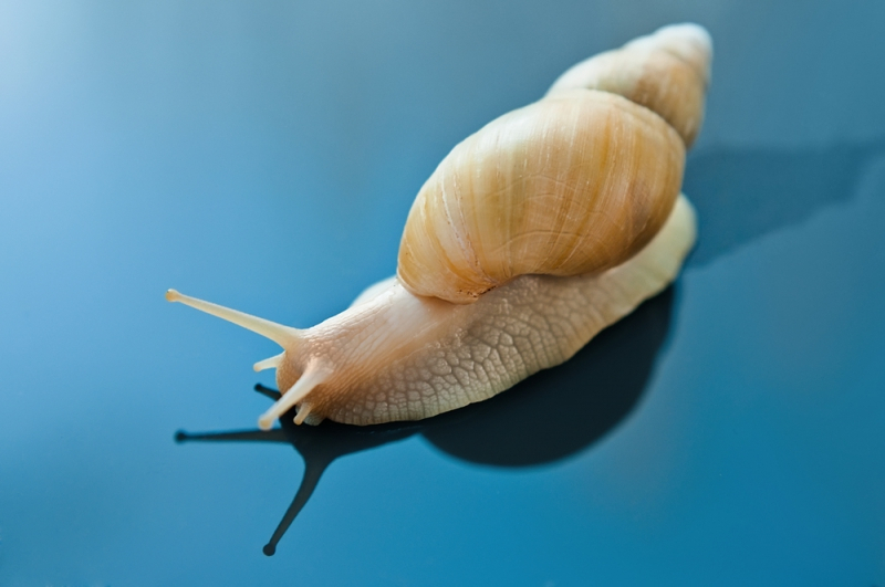 다산의 왕 아프리카대왕달팽이, 반려동물로 기르려면?