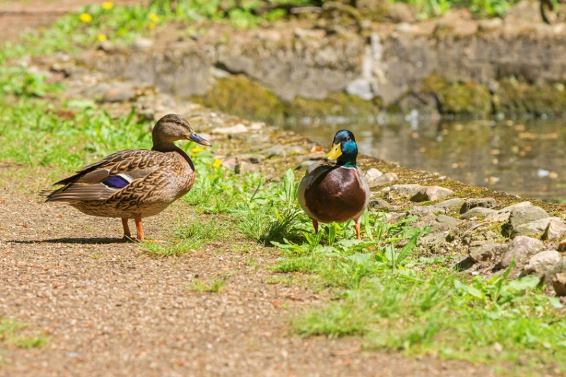 조류 짝짓기, 일부다처제 '오리' 해마다 다른 파트너 찾아 번식