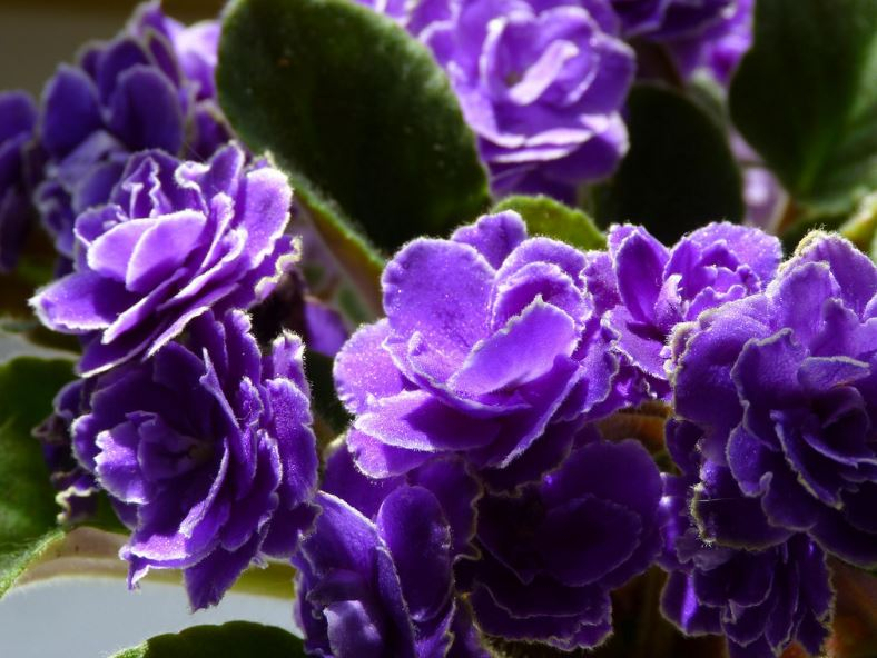 반려동물 가정에서도 키울 수 있는 안전한 실내용 식물