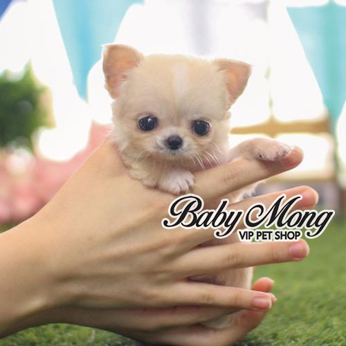 장모치와와, 마르티즈, 포메라니안 등 소형 강아지분양전문 애견샵 베이비몽