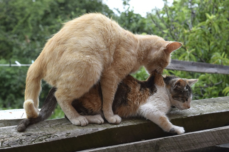 임신한 고양이 증상과 돌보는 법