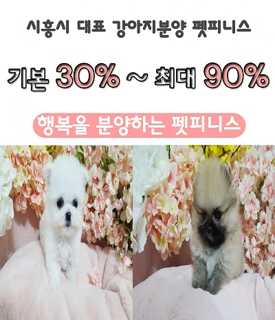 시흥강아지분양 전문업체 펫피니스, 분양금액 최대 90% 할인 이벤트 진행 중