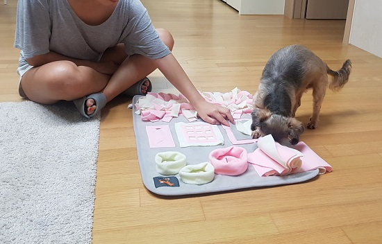 추석 연휴 앞두고 펫시터 구하기 전쟁, "혼자 둘 순 없고… 애견호텔 맡기자니 '뒤탈' 걱정"