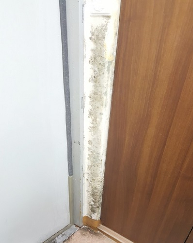 벽지곰팡이제거, 베란다곰팡이제거로 "곰팡이코리아" 선두기업으로 각광
