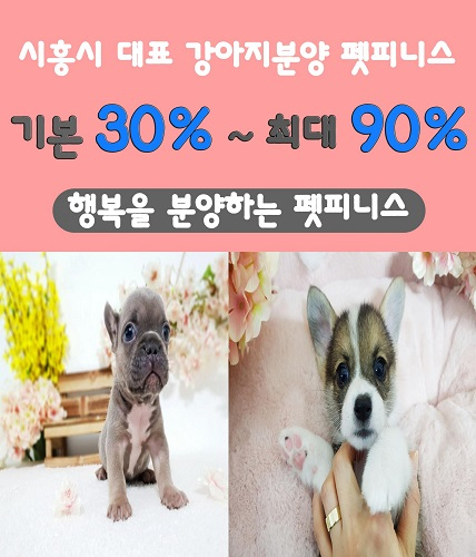 시흥강아지분양 전문업체 '펫피니스', 말티즈, 포메라니안, 비숑프리제 최대 90% 할인 분양 중