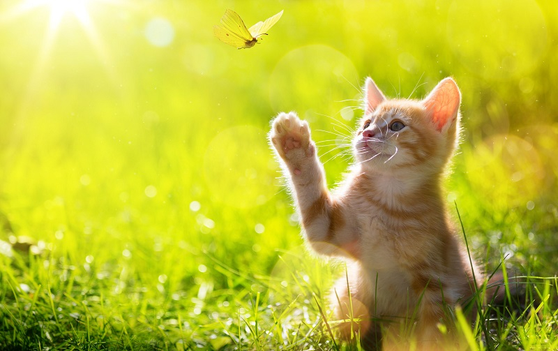 반려묘와 오래 사는 법, 고양이 장수의 비결