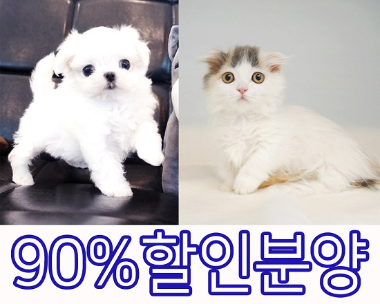 광주강아지분양 1위 펫빌리지, 할인분양 및 무료분양 이벤트 진행