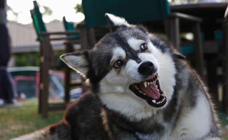 개에게 물려 유발될 수 있는 질병, 광견병이 다는 아니다