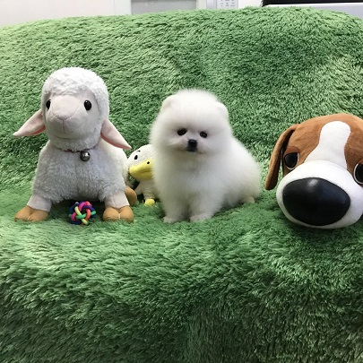 광주 강아지·고양이분양 전문 명품 애견 분양 샵 '펫왕국 명품애견' 인기