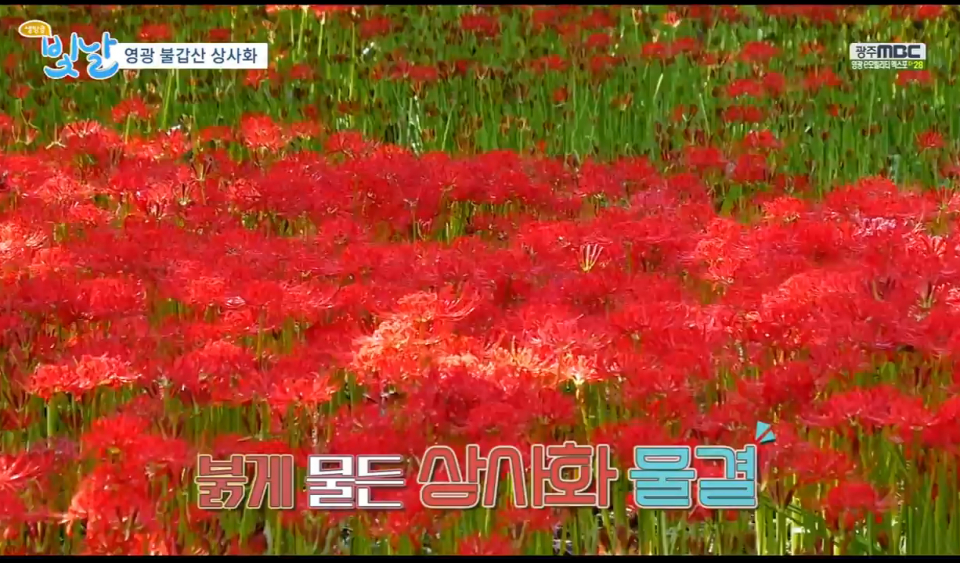 불갑산에서 느끼는 상사화의 내음, '영광 불갑산상사화축제'에서