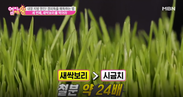 [디톡스다이어트] 내 몸안의 독소와 내장지방을 한번에 싹, 새싹보리 다이어트 방법은?