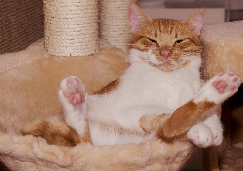 의사소통부터 영역 표시까지...고양이 발바닥의 모든 것