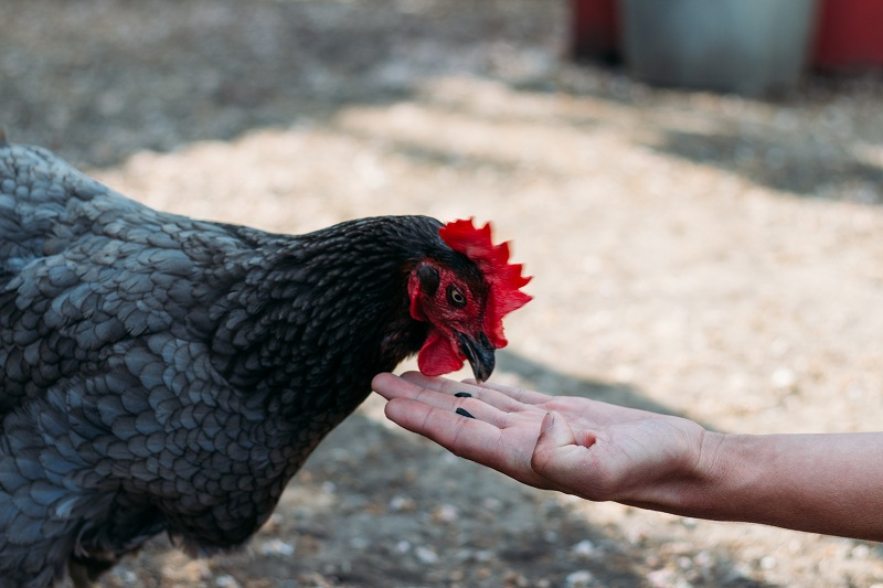 반려동물로 기르는 닭 재미와 장점 두 마리 토끼 잡을 수 있어
