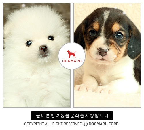 잠실 부산 등 강아지분양 전문 브랜드 '도그마루' 분양부터 사후관리까지